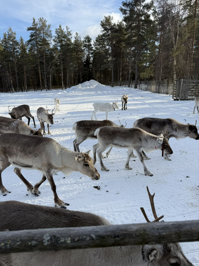 A visit to the Magical Reindeer Encounter in Lapland