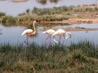Paradise for bird watchers! Day trip to Lake Nakuru.