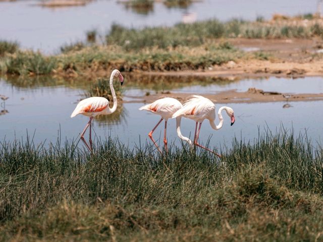 Paradise for bird watchers! Day trip to Lake Nakuru.