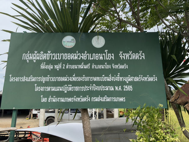 นาหมื่นศรี☀️