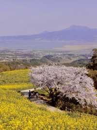 Chasing Sakura at Kyushu