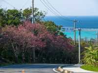 Chasing Sakura in Okinawa 🌸