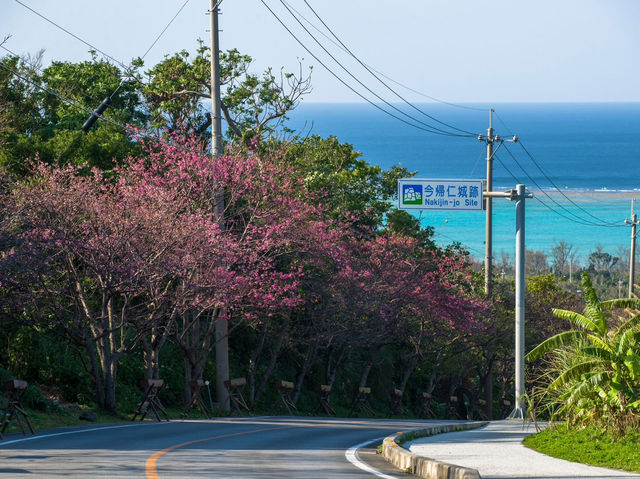  Chasing Sakura in Okinawa 🌸