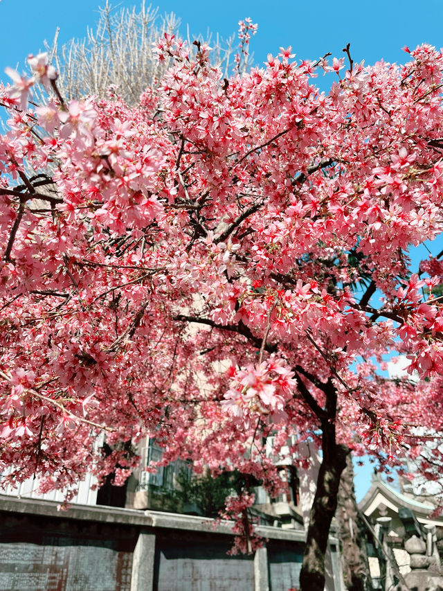 博多櫛田神社開季賞樱🌸