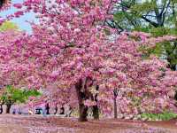 HISTORIC BEAUTY | BULGUKSA TEMPLE DRAPED IN CHERRY BLOOMS