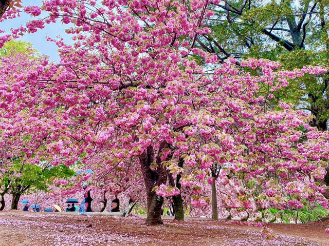 HISTORIC BEAUTY | BULGUKSA TEMPLE DRAPED IN CHERRY BLOOMS