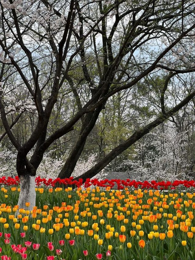 Prince Bay Park Cherry Blossoms- Hangzhou's Lakeside Sakura Paradise