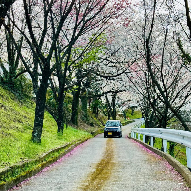 山原國立公園~櫻花山野