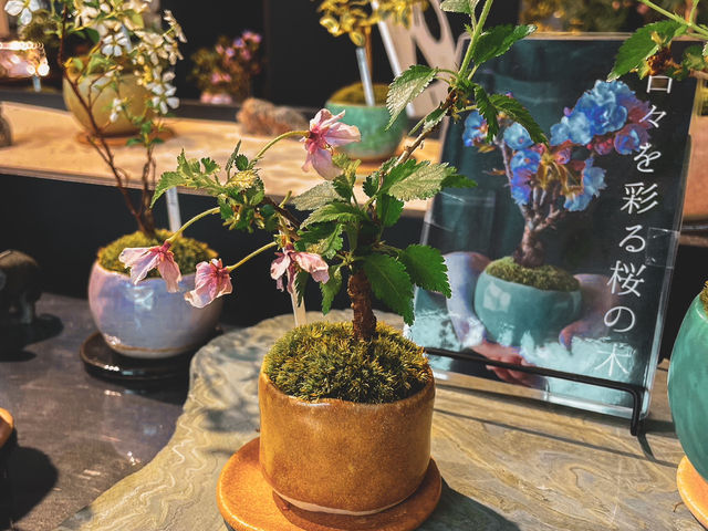 【名古屋】期間限定🌸桜の盆栽と頂くサイフォン式ドリンク
