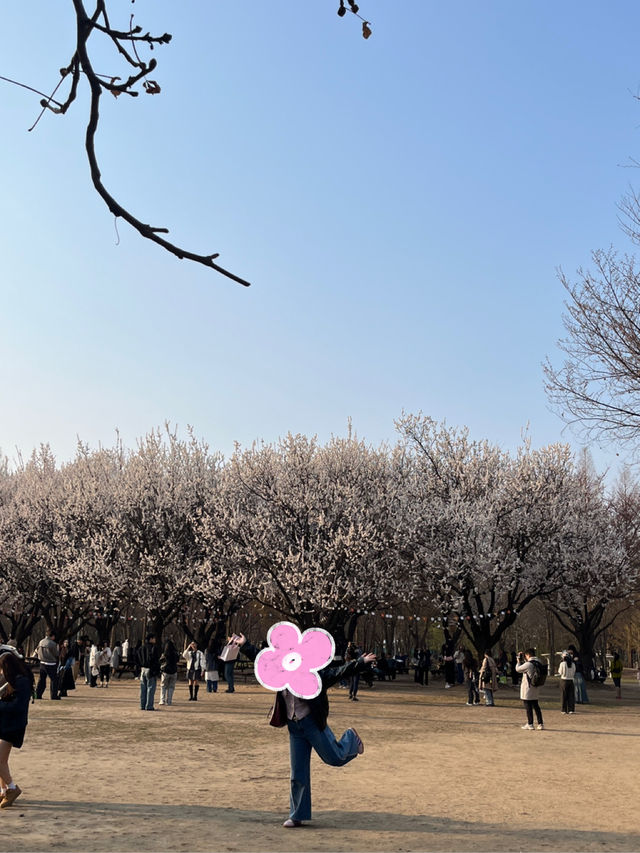 📍韓國首爾｜首爾林櫻花 🌸