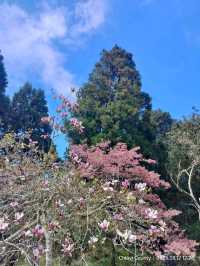 ไปดูดอกแมกโนเลียที่ Alishan 