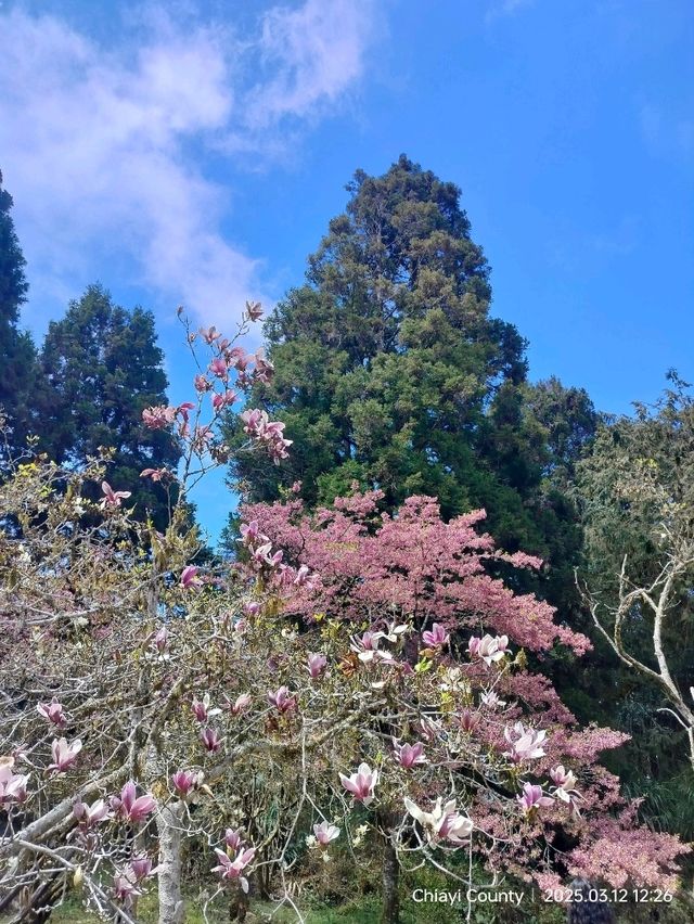 ไปดูดอกแมกโนเลียที่ Alishan 