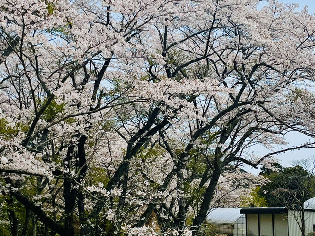 山口、北九州で桜を楽しむ春の休日