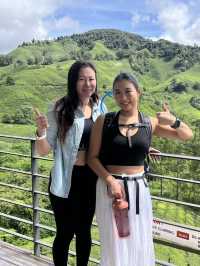 ไร่ชา BOH, Cameron Highland, มาเลเซีย