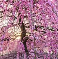 🌸✨ Mie-gnificent Blossoms: A Sakura Dream Come True! ✨🌸