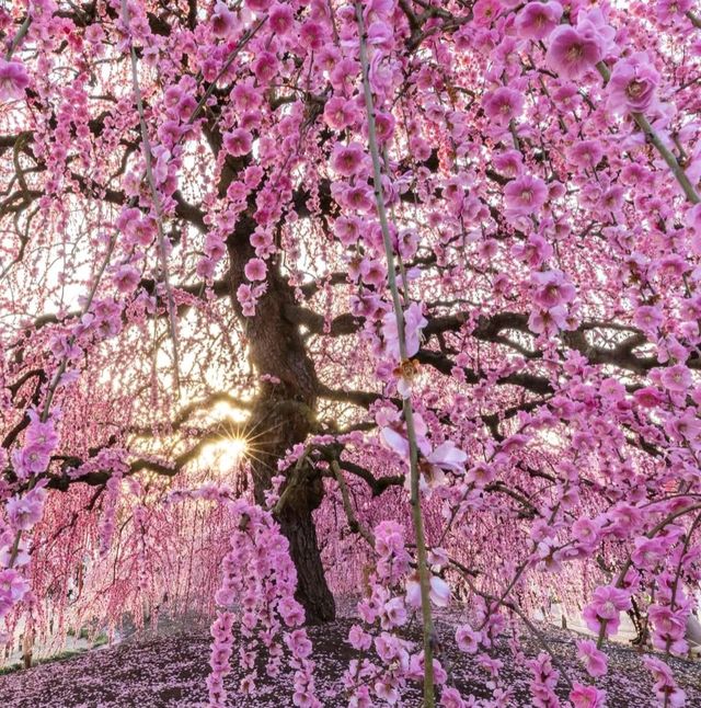 🌸✨ Mie-gnificent Blossoms: A Sakura Dream Come True! ✨🌸
