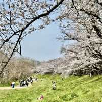上大謝名櫻花公園~櫻花下的盛會 🌸🍱