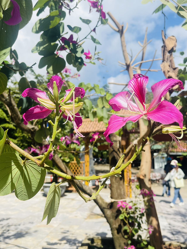 วัดชื่อดังประจำเมืองดานัง เวียดนาม