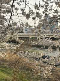 성안길에서 무심천 따라 걷는 힐링 산책길🌸🤍 부담없는 힐링 데이트코스