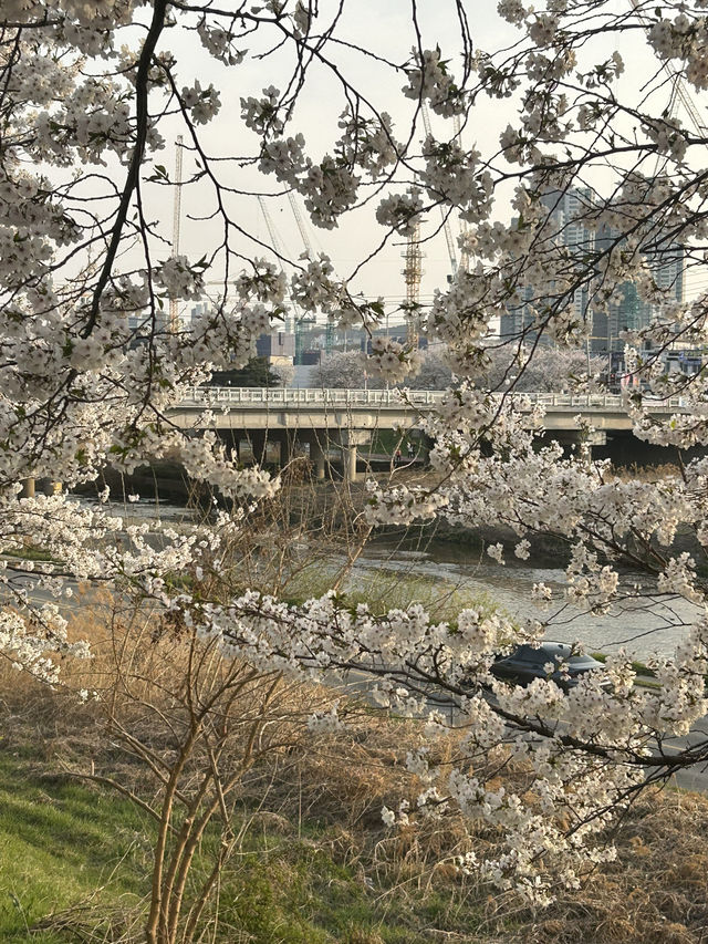 성안길에서 무심천 따라 걷는 힐링 산책길🌸🤍 부담없는 힐링 데이트코스