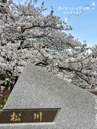 [富山旅行]さくら名所100選の松川付近で桜堪能🌸