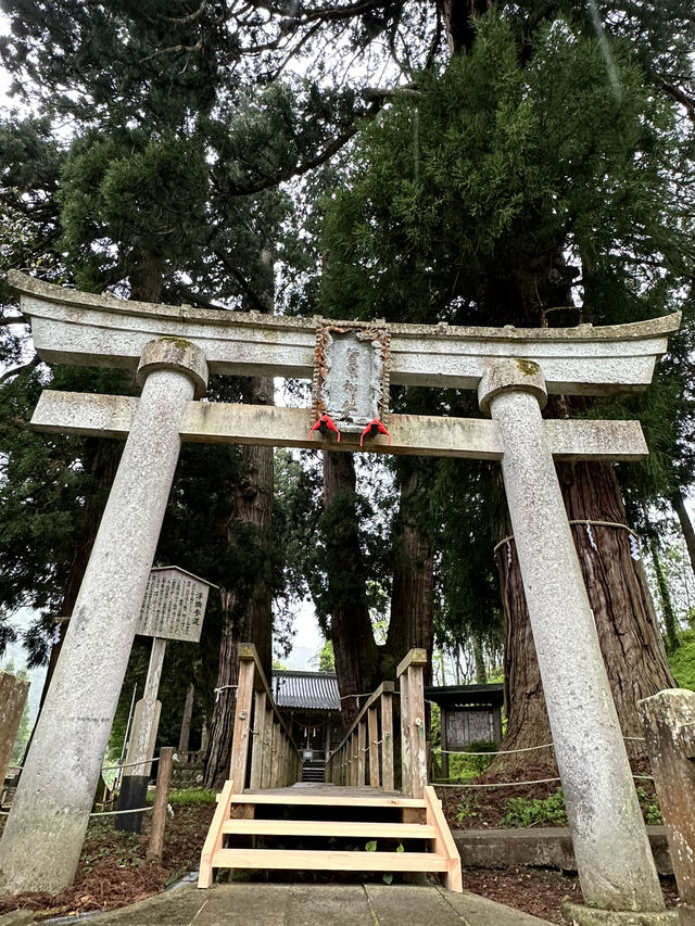 【福井× 栢野の大杉】樹齢2300年の御神木