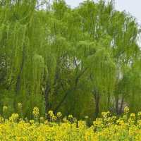 *Tiger Hill Wetland Park– Suzhou’s Urban Ecological Oasis
