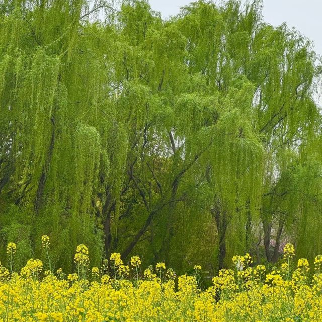 *Tiger Hill Wetland Park– Suzhou’s Urban Ecological Oasis