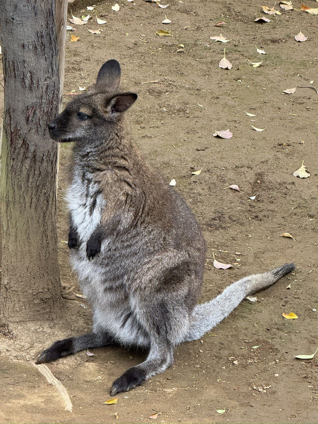 東京景點｜江戶川區自然動物園