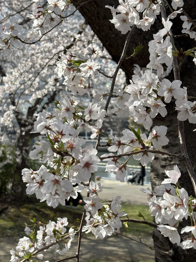 Thought I Missed the Cherry Blossoms… Turns Out, I’m the Lucky One