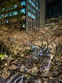 ライトアップが美しすぎる！アークヒルズの夜桜スナップ