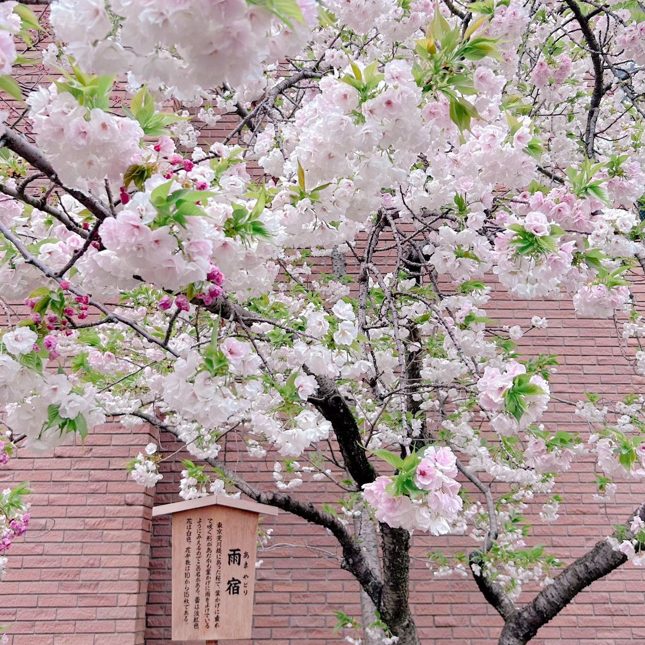 2025 大阪 観光スポット]造幣局 桜の通り抜けの観光ガイド（10月