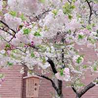 大阪市內賞櫻名所｜造幣局