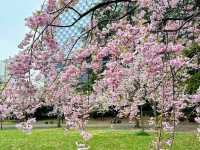 仙台賞櫻-小巧精美的錦町公園