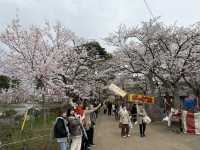 在高田城址公園賞櫻