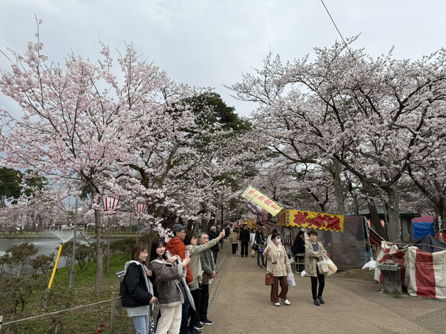 在高田城址公園賞櫻