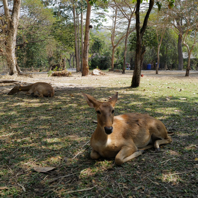 #曼谷近郊 #是拉差 Khao Kheow 動物園 🐒
