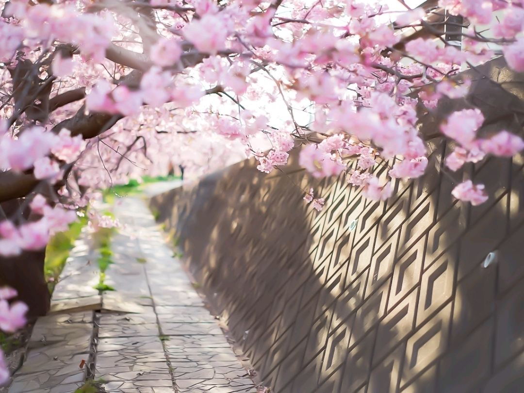 2026 Minamiizu ] Festival of cherry blossom and rapa flowers in