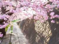 Pink & Gold Paradise — Discover Spring Early at Minami no Sakura to Nanohana Matsuri