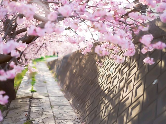 Pink & Gold Paradise — Discover Spring Early at Minami no Sakura to Nanohana Matsuri