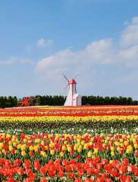 A Tulip Paradise and Family Fun 