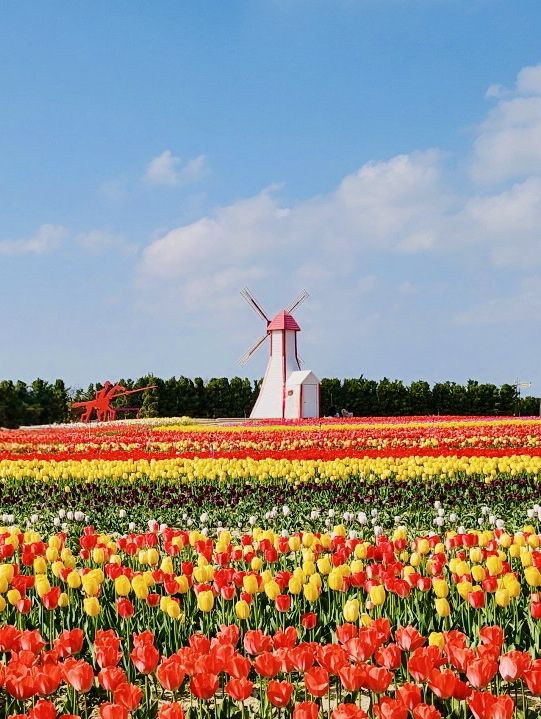 A Tulip Paradise and Family Fun 