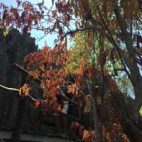 走進另一個世界｜Tsingy De Bemaraha National Park