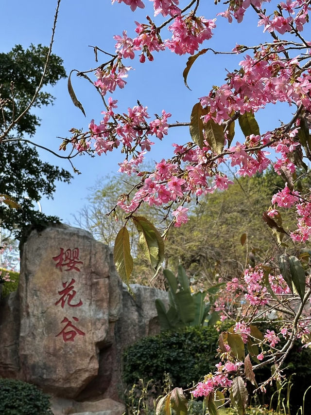 Xiamen Fox Tail Mountain Cherry Blossom Valley 2025