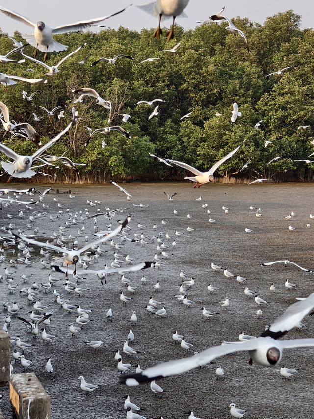 🕊️ บางปูดูนก ชมฟ้า ถ่ายรูปปัง!