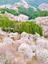 【日本一の桜 絶景スポット🌸】吉野山の桜が誘う“桃源郷”