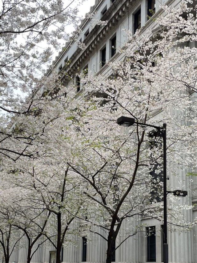 Sakura view at quiet street