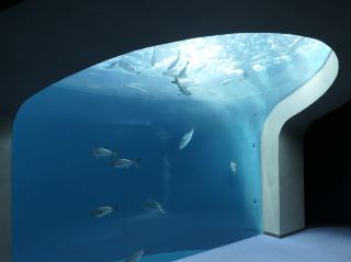 Shikoku Aquarium｜A Stunning Instagram-Worthy Spot