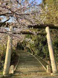 Spring Bliss at Sanukikunisannomiya Tawa Shrine