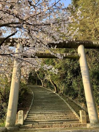 Spring Bliss at Sanukikunisannomiya Tawa Shrine
